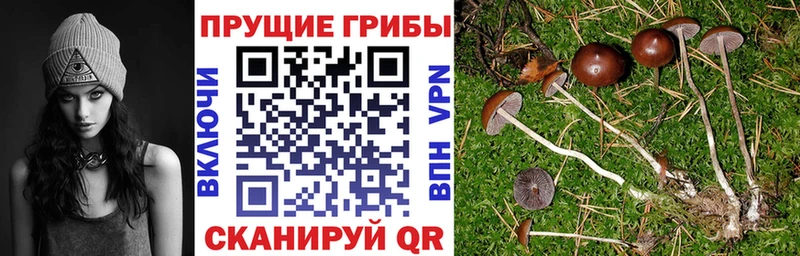 Псилоцибиновые грибы Psilocybe Богородск
